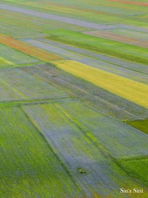 Fiorita - Castelluccio di Norcia - Umbria