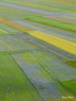 Fiorita - Castelluccio di Norcia - Umbria