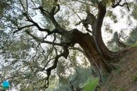 Pianta secolare qualità Rajo  - Foto di Tommaso Pagliaricci Masisoft - Location: L'Arte del Verde