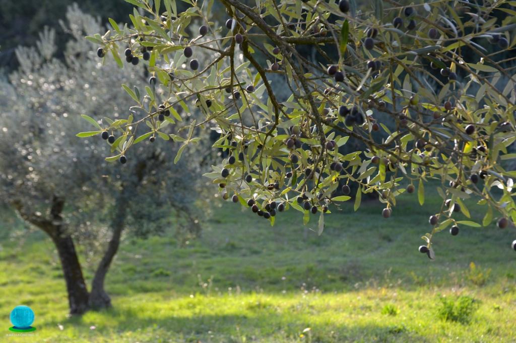Olio Extra Vergine Colli Amerini - Prodotto tipico di Amelia - Foto di Masisoft - Location: L'Arte del Verde